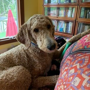 Meet your Posher, Suzanne